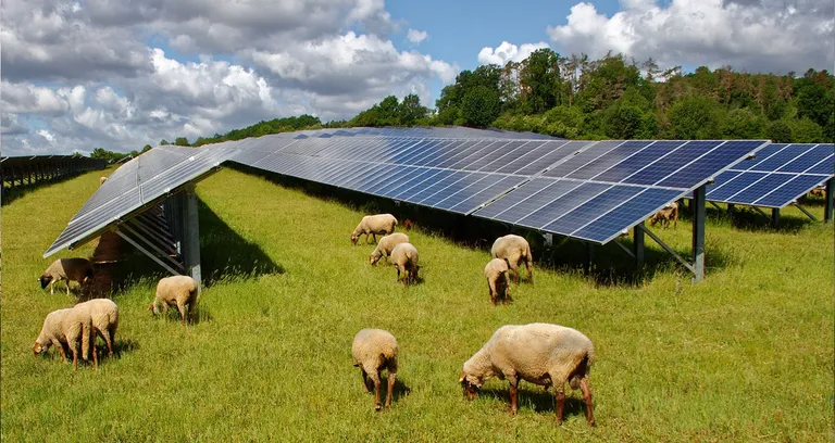 ¿Qué es la Agrovoltaica y por qué es clave para el futuro sostenible?